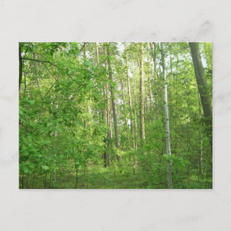 Green Forrest Postcard