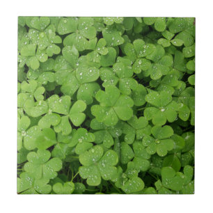 Green fresh shamrock, lucky St. Patricks clover Ceramic Tile