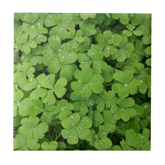 Green fresh shamrock, lucky St. Patricks clover Ceramic Tile (Front)
