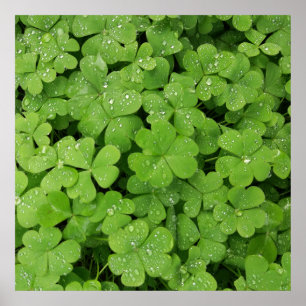 Green fresh shamrock, lucky St. Patricks clover Poster