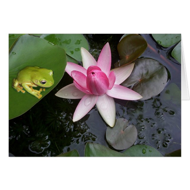 Green frog and pink lilly (Front Horizontal)