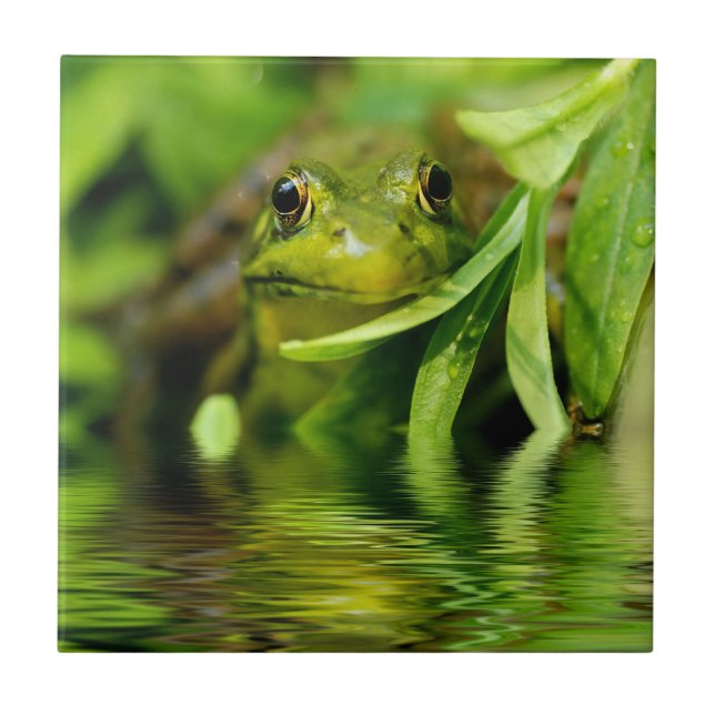 Green Frog by a Pond Tile (Front)