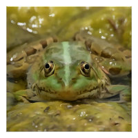 Green Frog Camouflaged Against Weathered River Bed