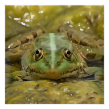 Green Frog Camouflaged Against Weathered River Bed