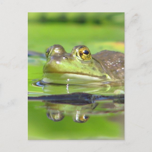 Green Frog Postcard (Front)