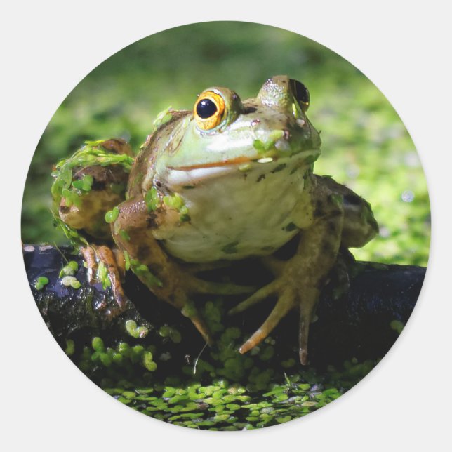 Green Frog Strikes a Pose on the Hose Classic Round Sticker (Front)