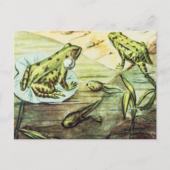 Green Frogs, Animal Illustration Postcard (Front)