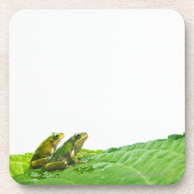 Green frogs on the leave coaster (Front)