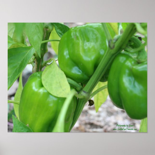 Green Garden Peppers On The Vine Poster (Front)