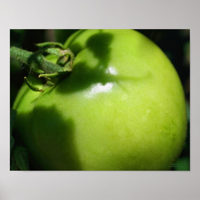 Green Garden Tomato Poster Print (Front)