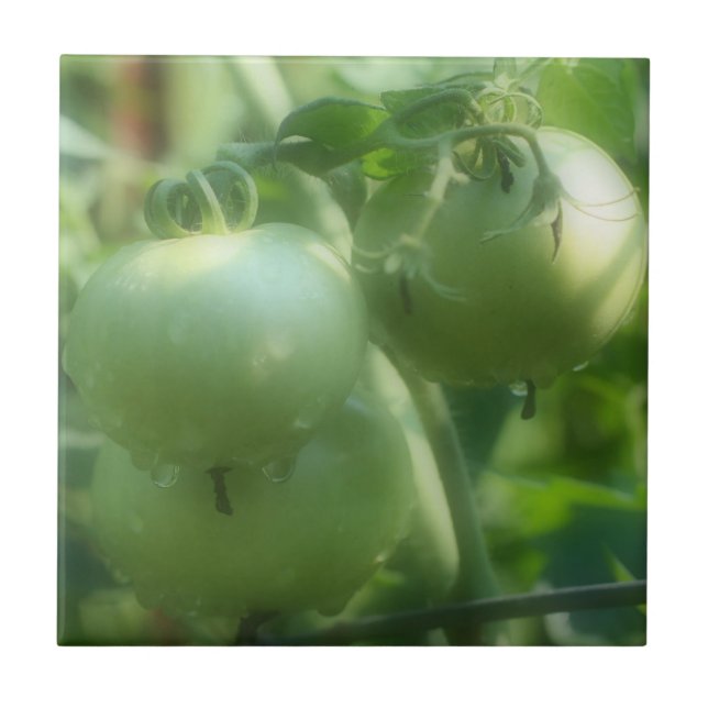 Green Garden Tomatoes On Vine Nature Ceramic Tile (Front)