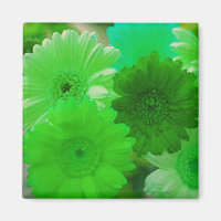 Green Gerbera Daisy Flowers Refrigerator Magnets