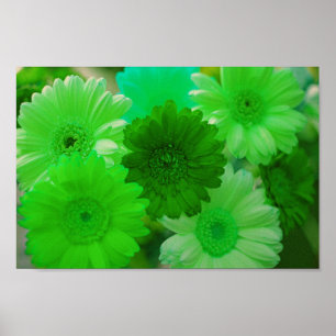 Green Gerbera Daisy Flowers Wall Art Print Poster