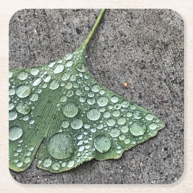 Green Ginko Leaf with Water Droplets Square Paper Coaster (Front)
