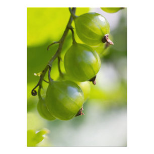 Green Gooseberries Wake Up CC0306 Photo Print