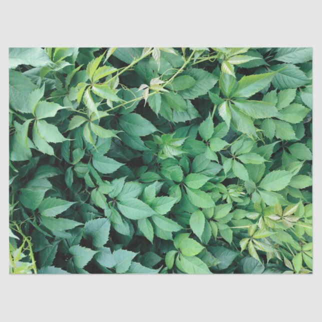 Green Grape Leaves Tissue Paper (Front)