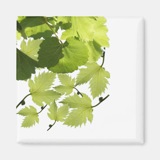Green Grape Vine Leaves Magnet (Front)