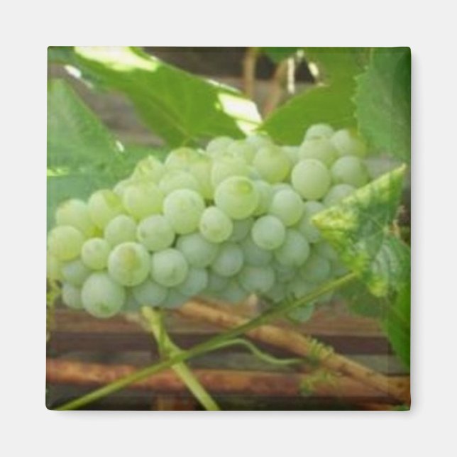 Green Grapes of California Magnet (Front)