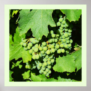 Green grapes on the vine poster