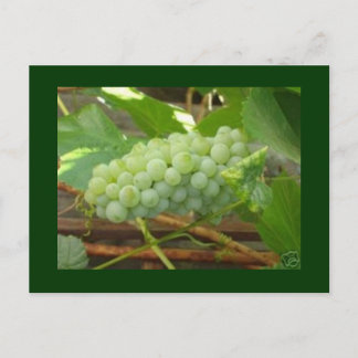 green grapes postcard