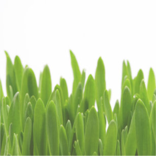 Green Grass