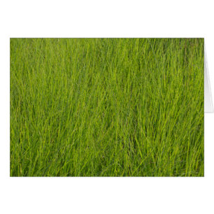 Green Grass