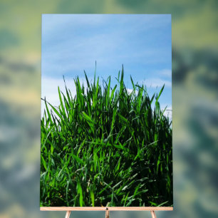 Green grass against the background of the endless  acrylic sign
