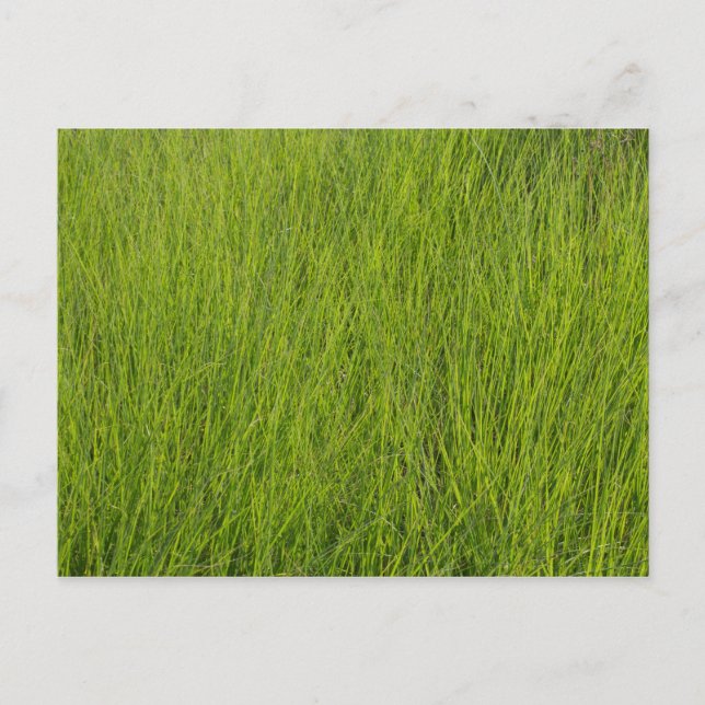 Green Grass Postcard (Front)