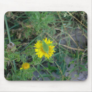 Green grasshopper on a yellow flower. mouse pad