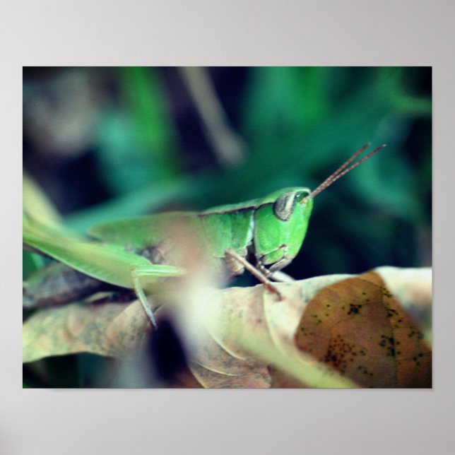 Green Grasshopper On Leaf Insect  Poster (Front)