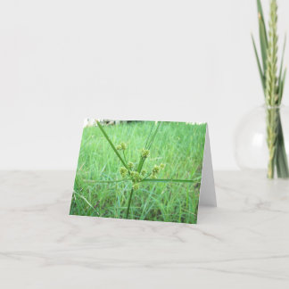 Green, Green Grass Card
