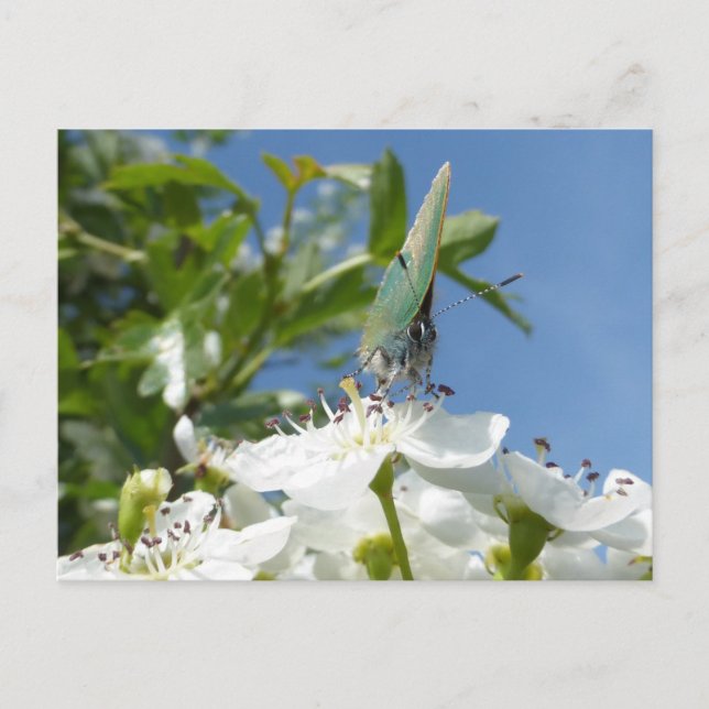 Green Hairstreak Butterfly DIY Postcard (Front)