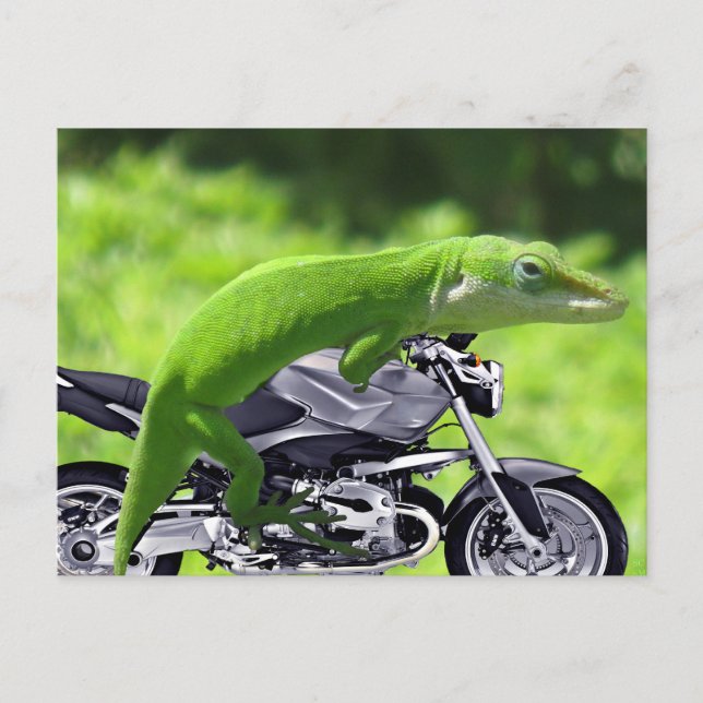 Green Hawaiian Gecko Rider Postcard (Front)
