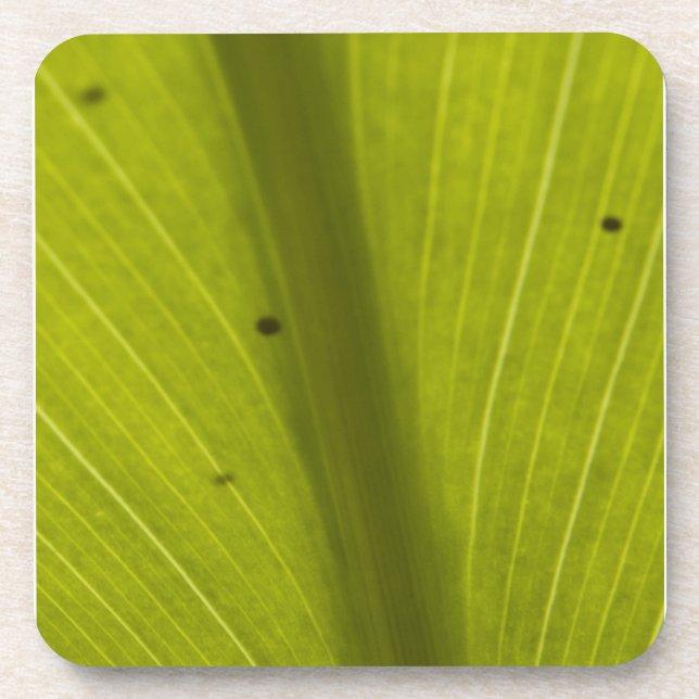 Green Hawaiin Leaf Close Up Coaster (Front)