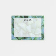 Green Haworthia Succulent Plant Custom Stickies