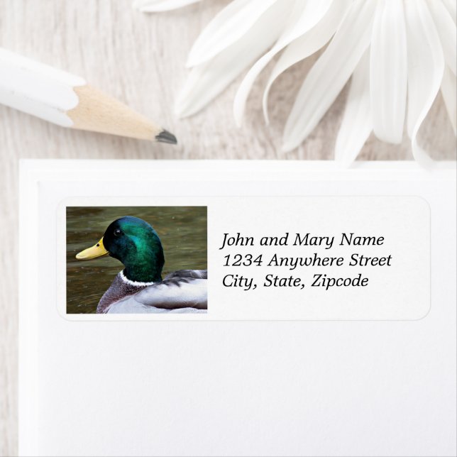 Green Headed Mallard Duck Return Address Label (Insitu)