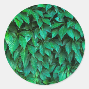 green hedge background classic round sticker
