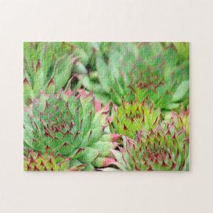 Green Hen and Chicks Succulents Jigsaw Puzzle