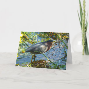 Green Heron 1. Greeting Card