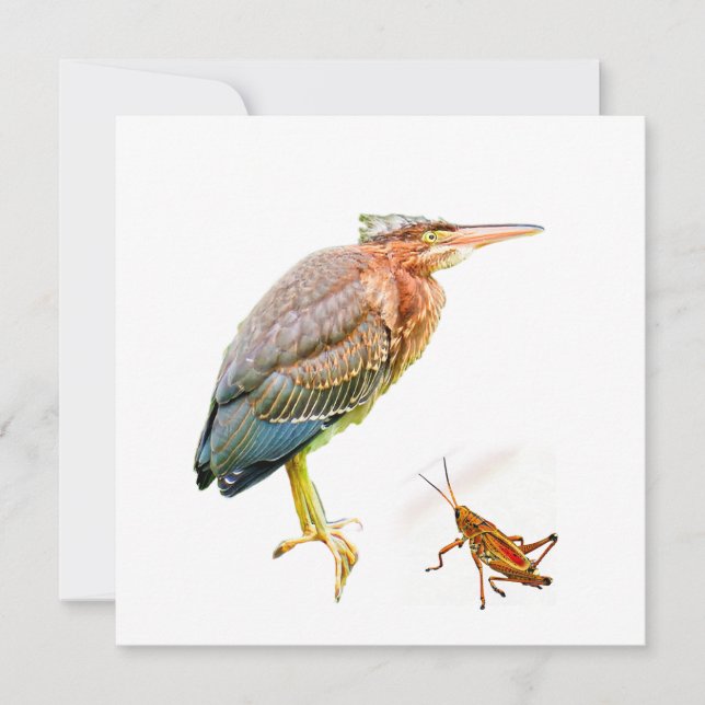Green heron and Grasshopper (Front)