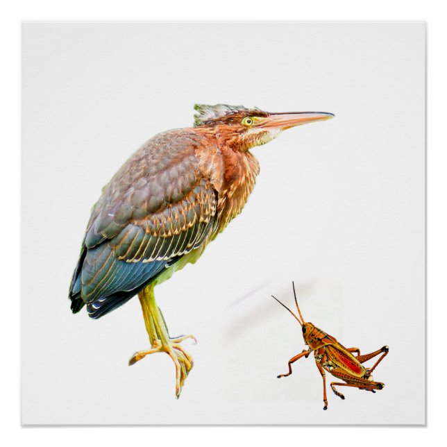 Green heron and Grasshopper Poster (Front)