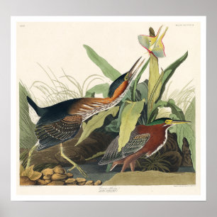 Green Heron by Audubon Poster