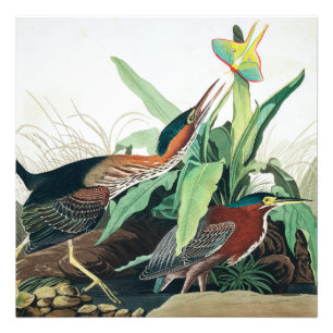 Green Heron by John James Audubon Photo Print