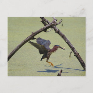 Green Heron fishing Postcard