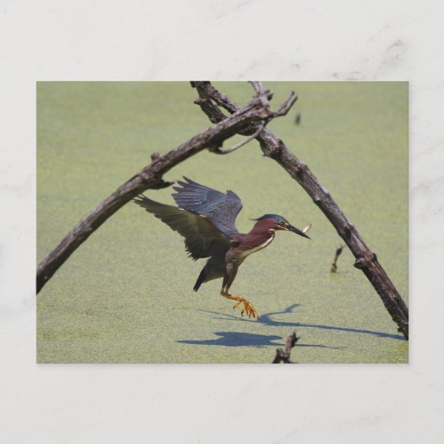 Green Heron fishing Postcard (Front)