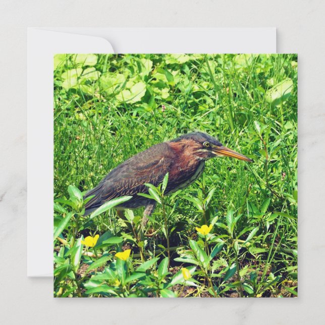 Green heron holiday card (Front)
