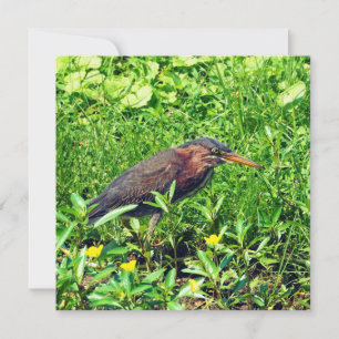 Green heron holiday card