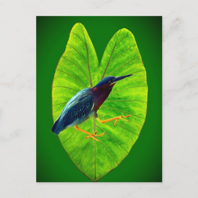 Green heron holiday postcard (Front)