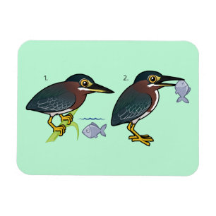 Green Heron Hunting Technique Magnet