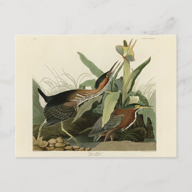 Green Heron, John James Audubon's Birds of America Postcard (Front)